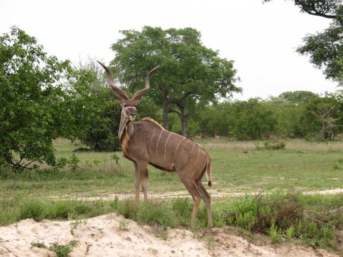 Kudu