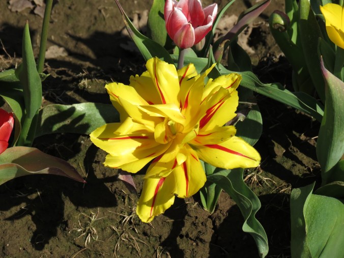 Tulip in bloom